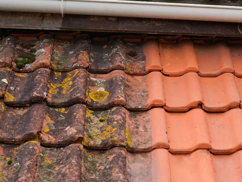 Produit démoussage toiture