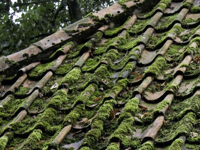 Démoussage d'une toiture