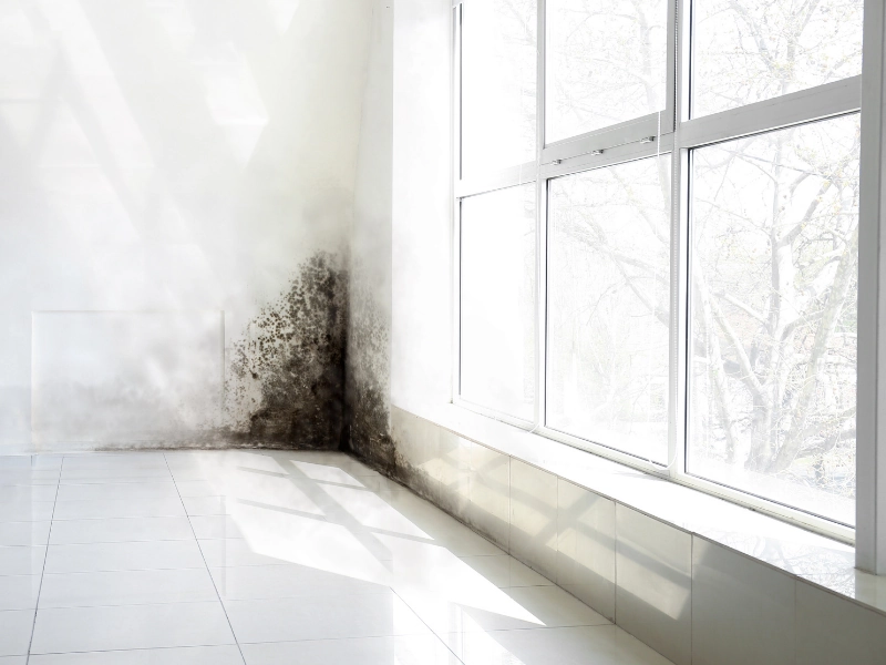 Entreprise de traitement de l'humidité Cause d'humidité dans une maison