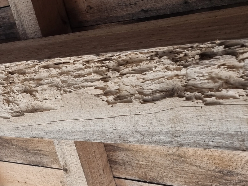 Capricorne des maisons